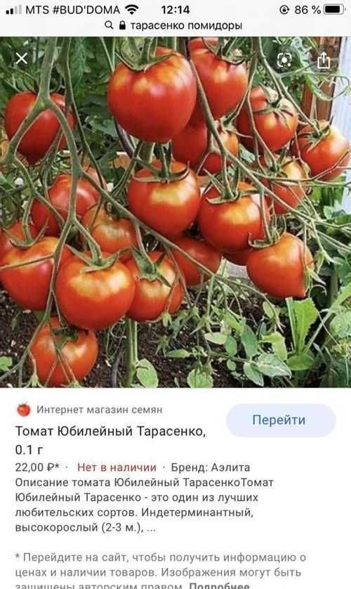 Характеристика и описание гибридного томата сорта морозко f1