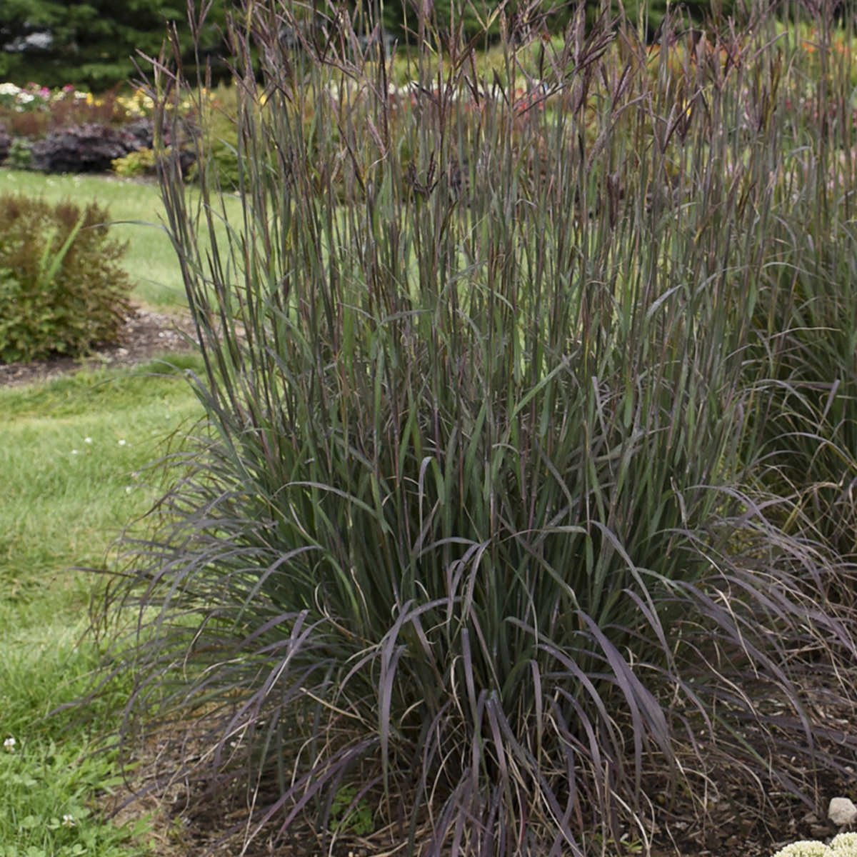 Andropogon gerardii care: grow big bluestem grass successfully