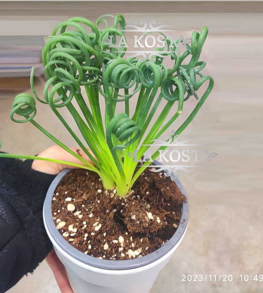Альбука спиральная (albuca spiralis): уход в домашних условиях