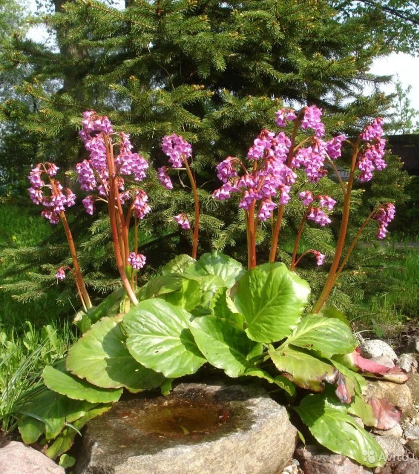 Тунбергия: 37 фото, виды, сорта, выращивание из семян, уход