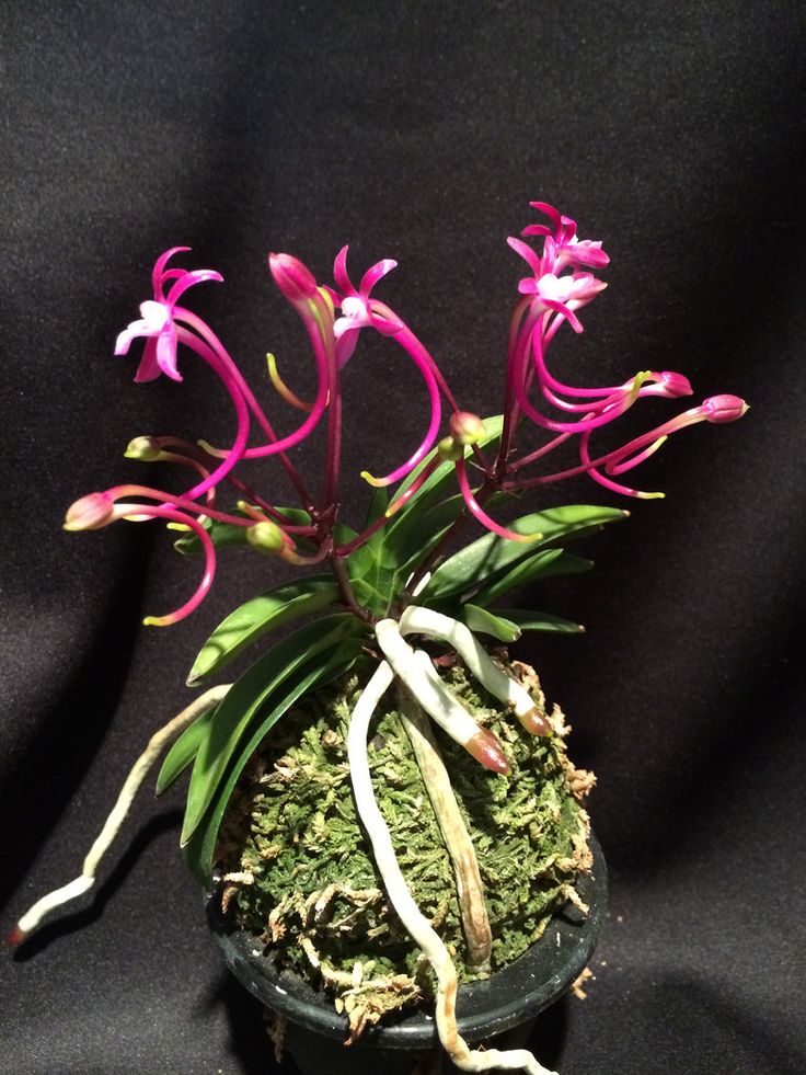 Neofinetia falcata care: cultivate japanese wind orchid mastery - plantiago
