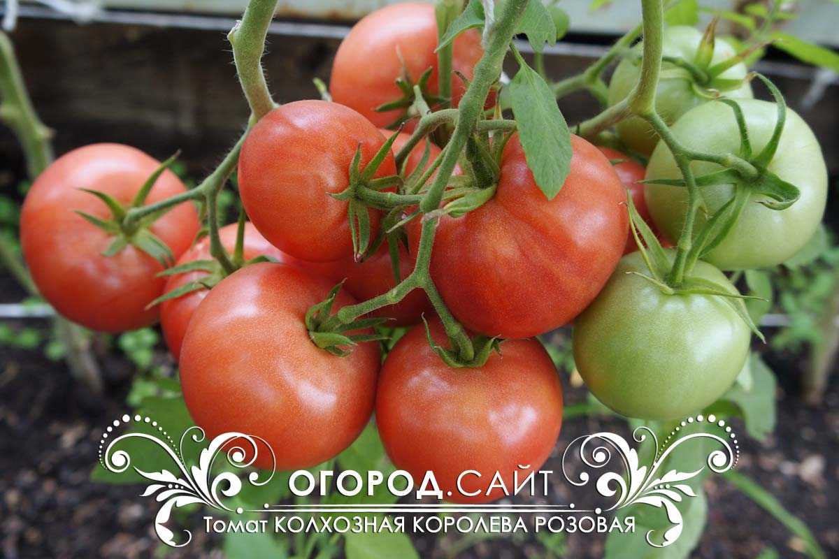 Томат темная королева: описание сорта, фото, отзывы