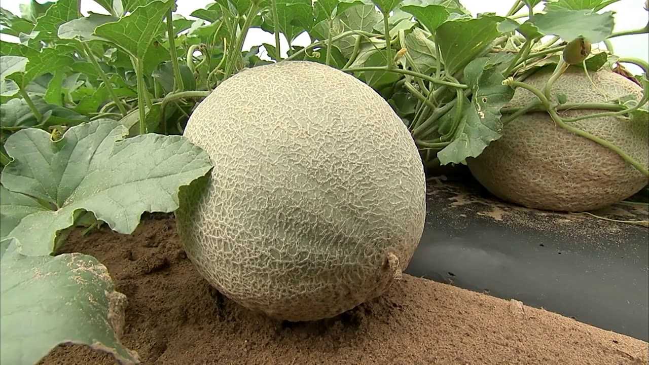 Дыня казачка 244 — все о характеристиках, выращивании, уходе и сборе урожая популярного сорта