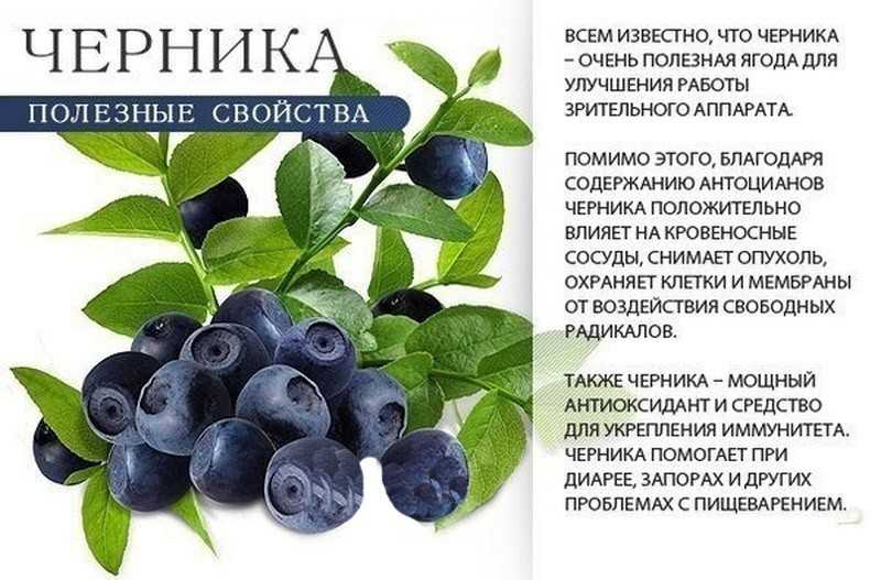 Голубика - посадка и выращивание, полезные свойства | огородники