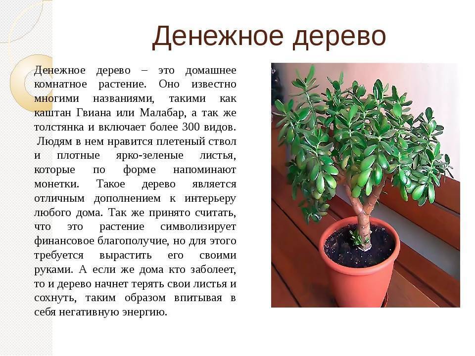 Адениум
