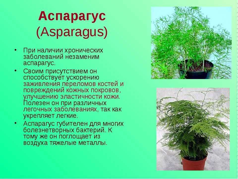 Как вырастить орхидеи эрангис - ванна 2024