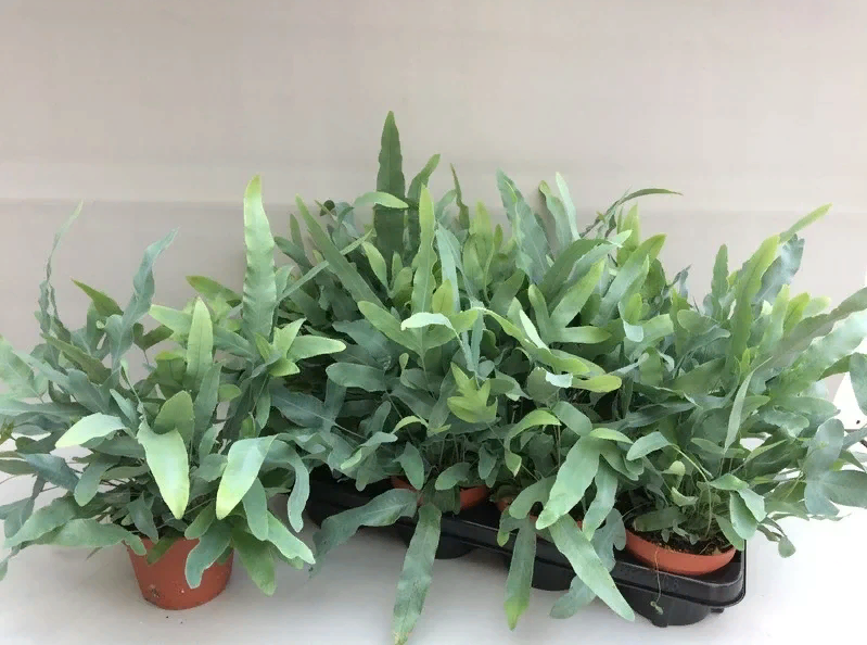 Флебодиум золотистый (polypodium leucotomos): использование, преимущества и побочные эффекты