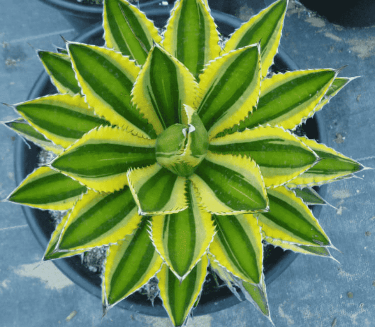 Agave lophantha (syn. a. univittata) (center stripe or thorn-crested agave) « the belmont rooster