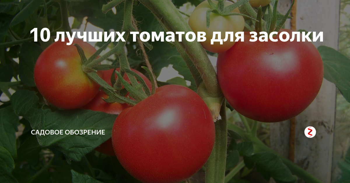 Томаты-карлики в сибири - огород