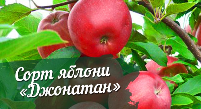 Эти яблоки любят во всем мире — сорт джонатан