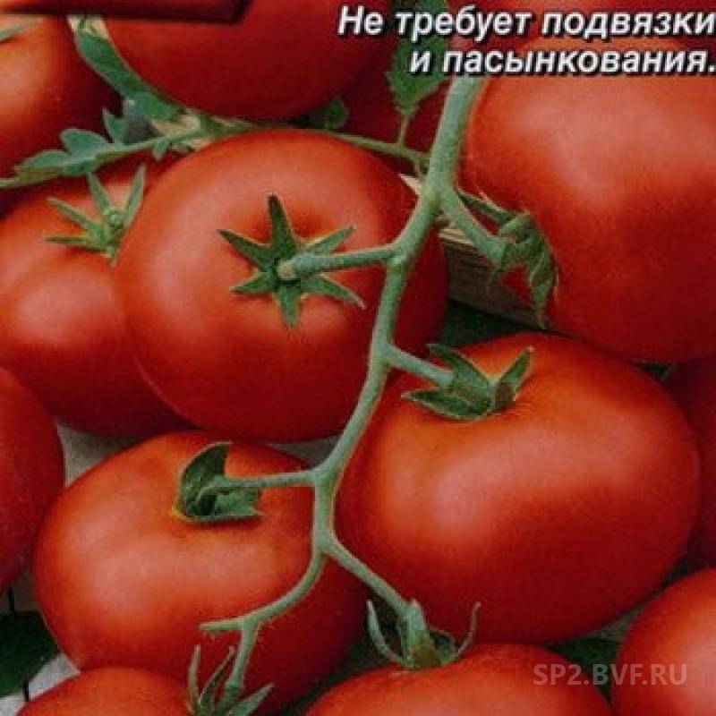 Томат северная малютка: характеристика и описание сорта с фото