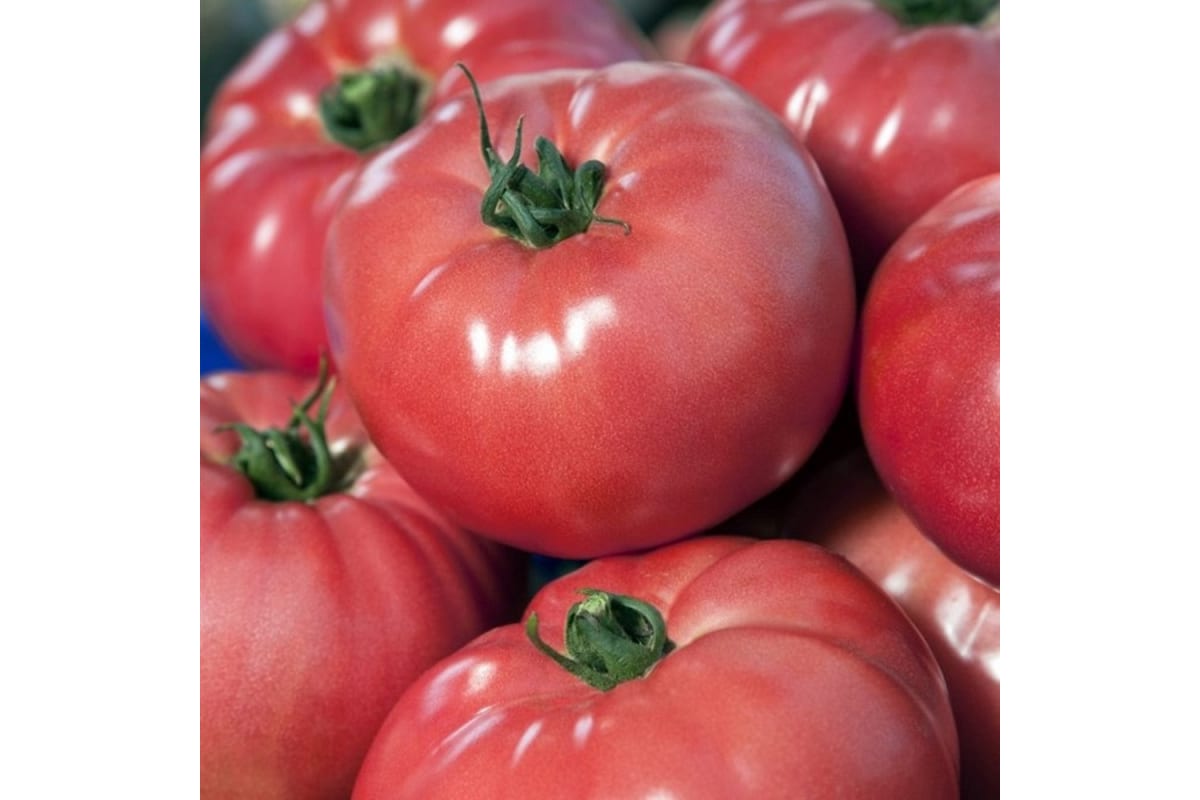 Томат сибирский гигант: описание сорта, отзывы (7), фото, урожайность | tomatland.ru