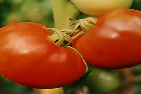 Лучшие сорта томатов на 2024 год: самые вкусные и урожайные