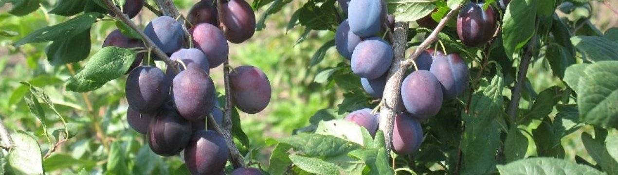 Чернослив адыгейский: описание и особенности сорта сливы + фото