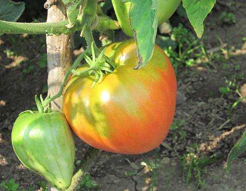 Томат данко: описание и характеристика, отзывы (17), фото, урожайность, | tomatland.ru