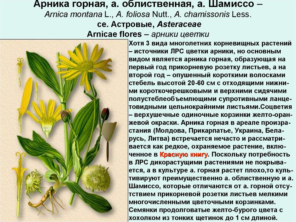 Арника (баранец, баранник): фото, посадка и уход в открытом грунте