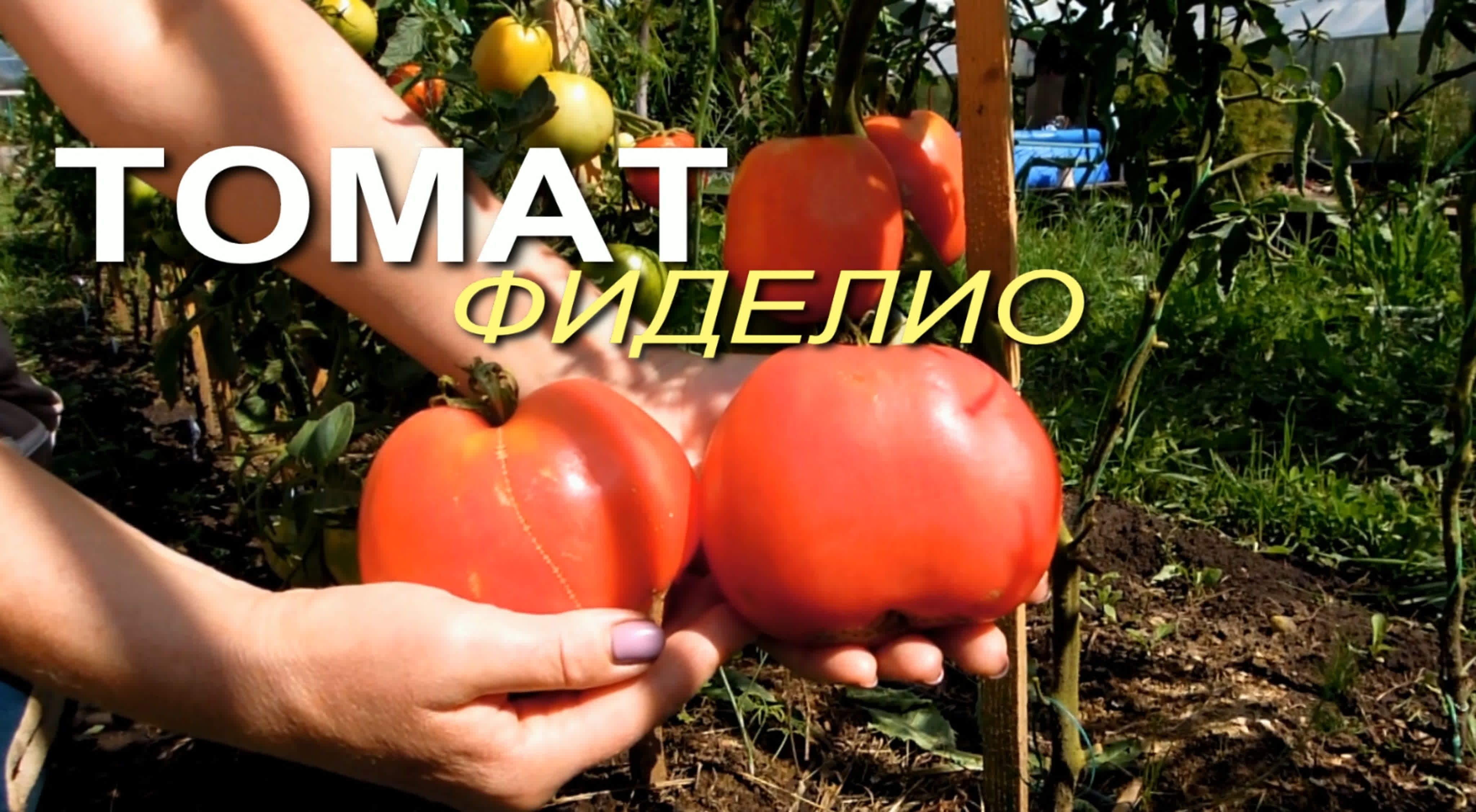 Томат фиделио. описание сорта, фото, отзывы