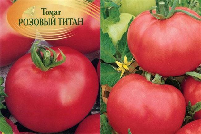 Описание томата сорта титан розовый и его характеристика