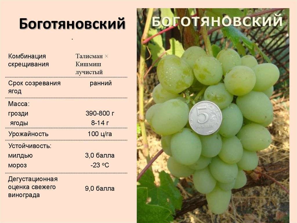 Описание гибридных сортов винограда жемчуг черный, розовый, белый и саба