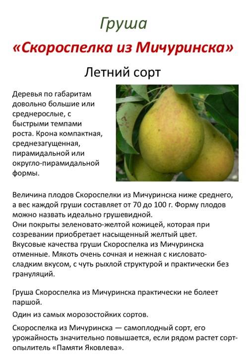 15 лучших сортов груши для средней полосы. описание и фото — ботаничка