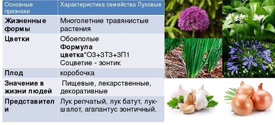 Альбука спиральная уход в домашних условиях выращивание из семян вегетативное размножение