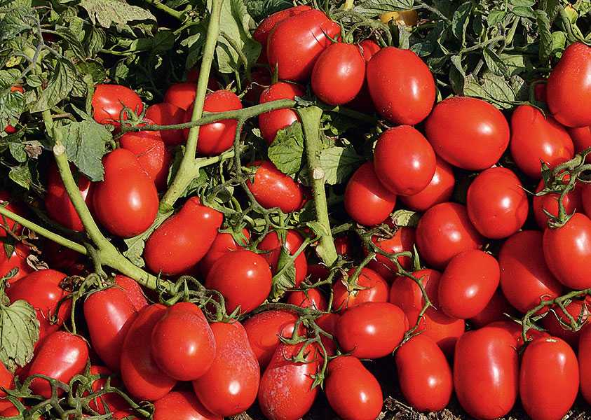 62 сорта низкорослых томатов: для теплиц, открытого грунта, балкона