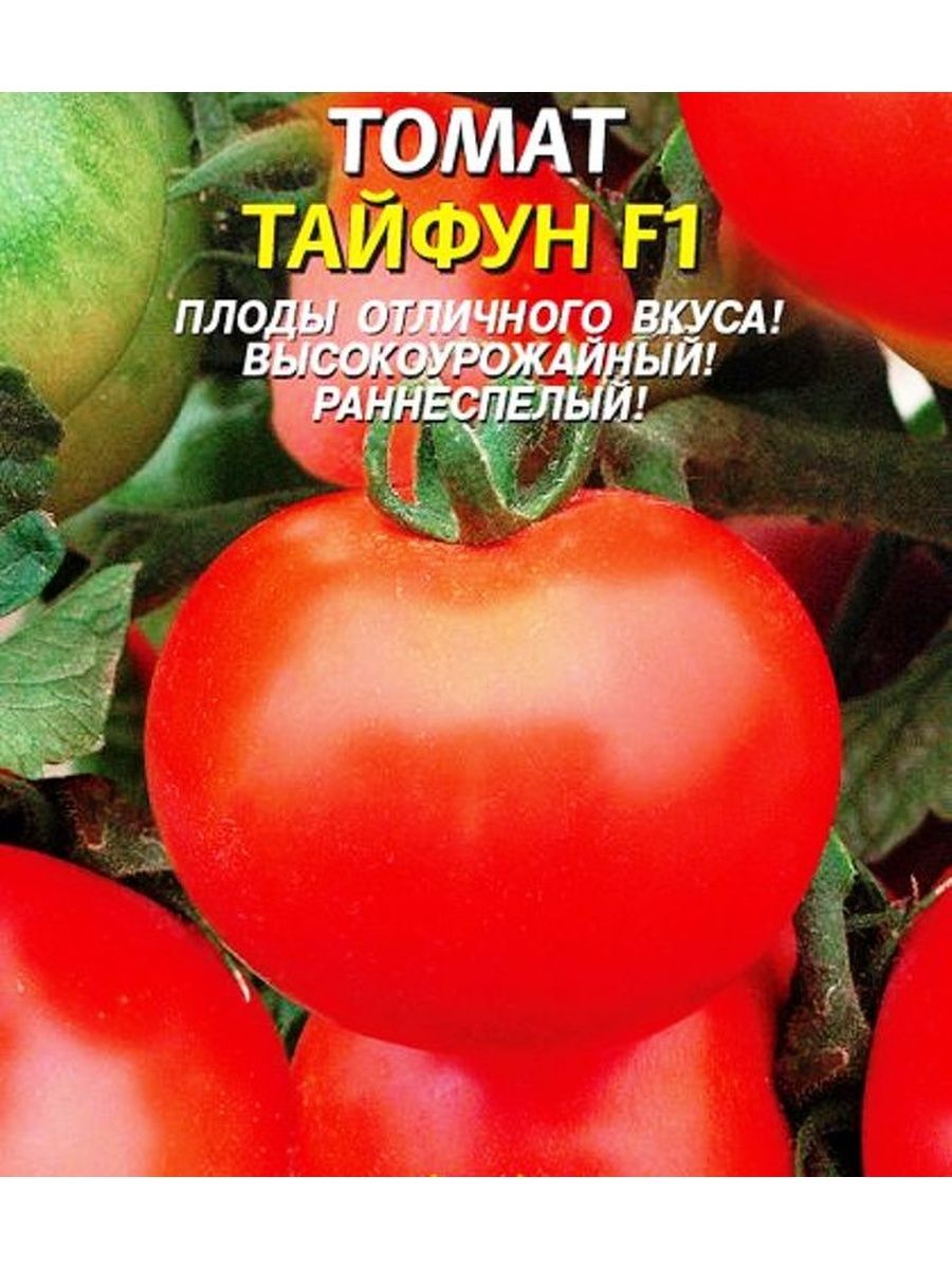 7 лучших гибридов томатов для теплиц, самые сладкие и вкусные сорта, отзывы
