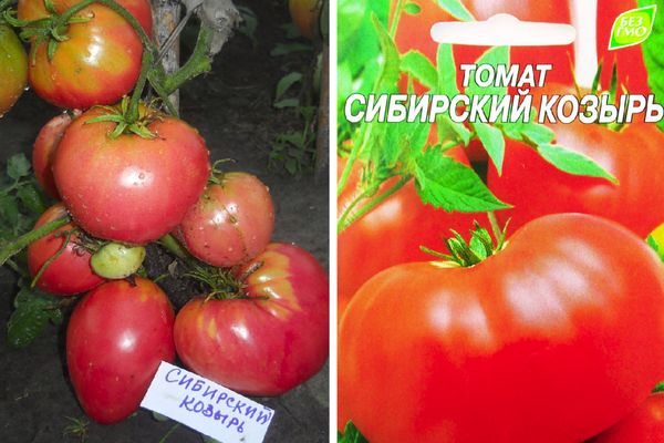 Томат сибирский козырь. характеристика и описание томата «сибирский козырь» | мой сад