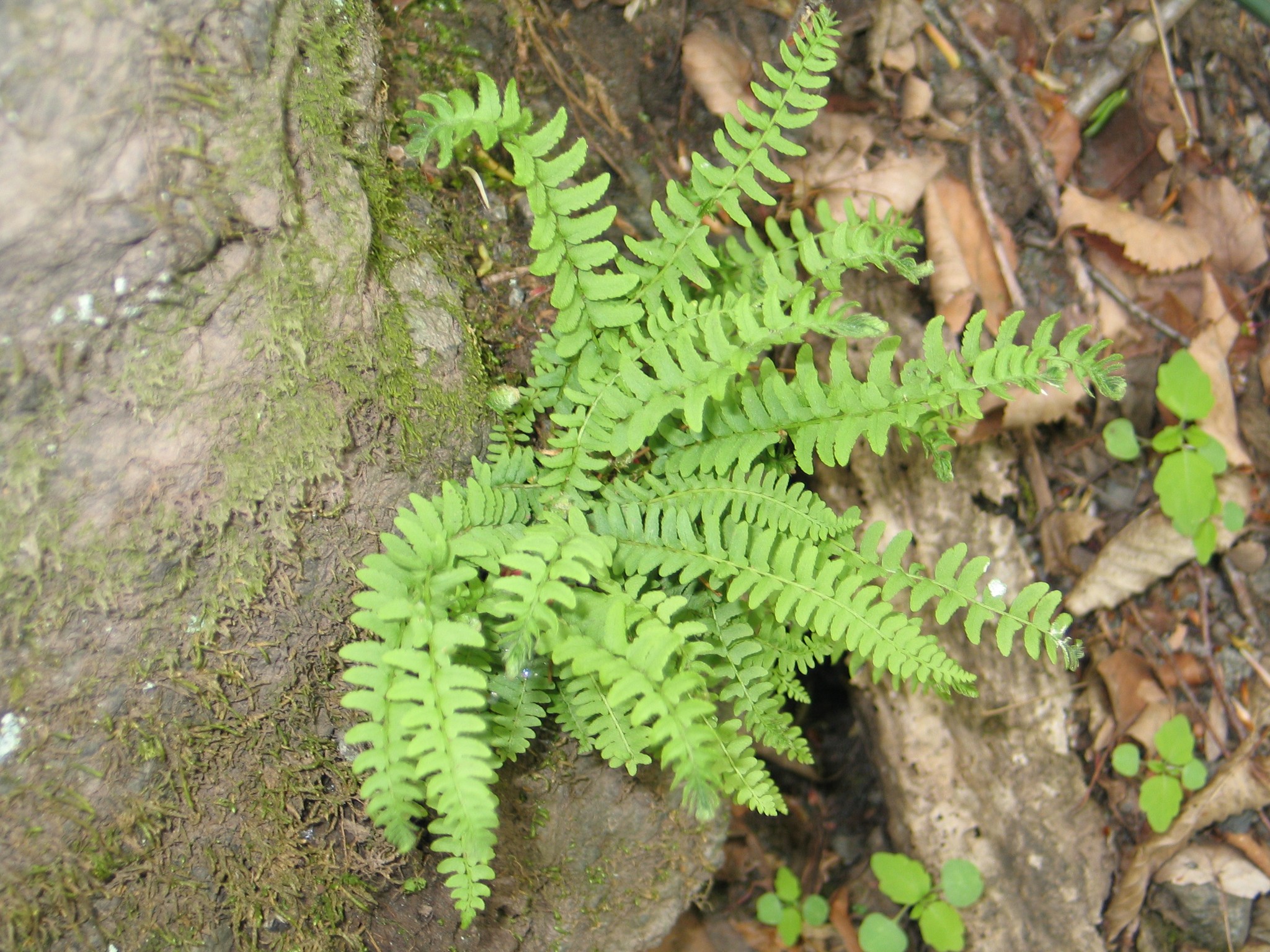 Вудсия эльбская (woodsia ilvensis) — описание, выращивание, фото