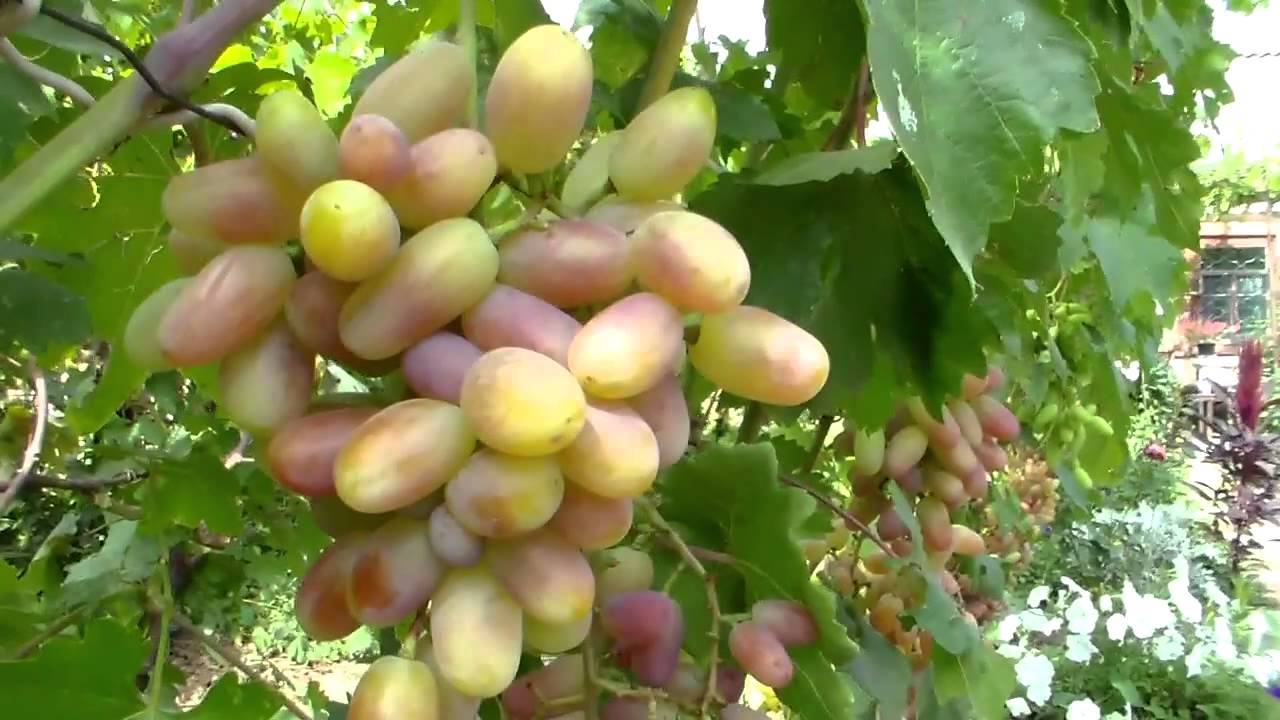 Виноград кантемировский описание сорта