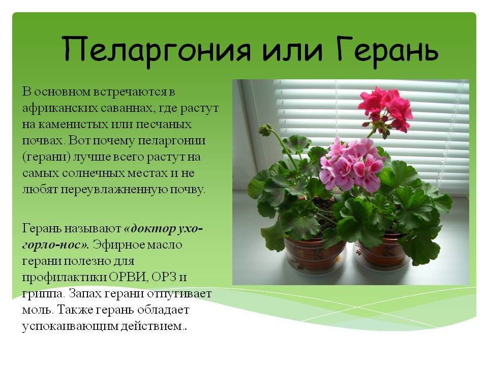 Орхидея дендробиум – уход в домашних условиях. распространенные виды. что делать с цветком после покупки? правила ухода и размножения | (110+ фото и видео)