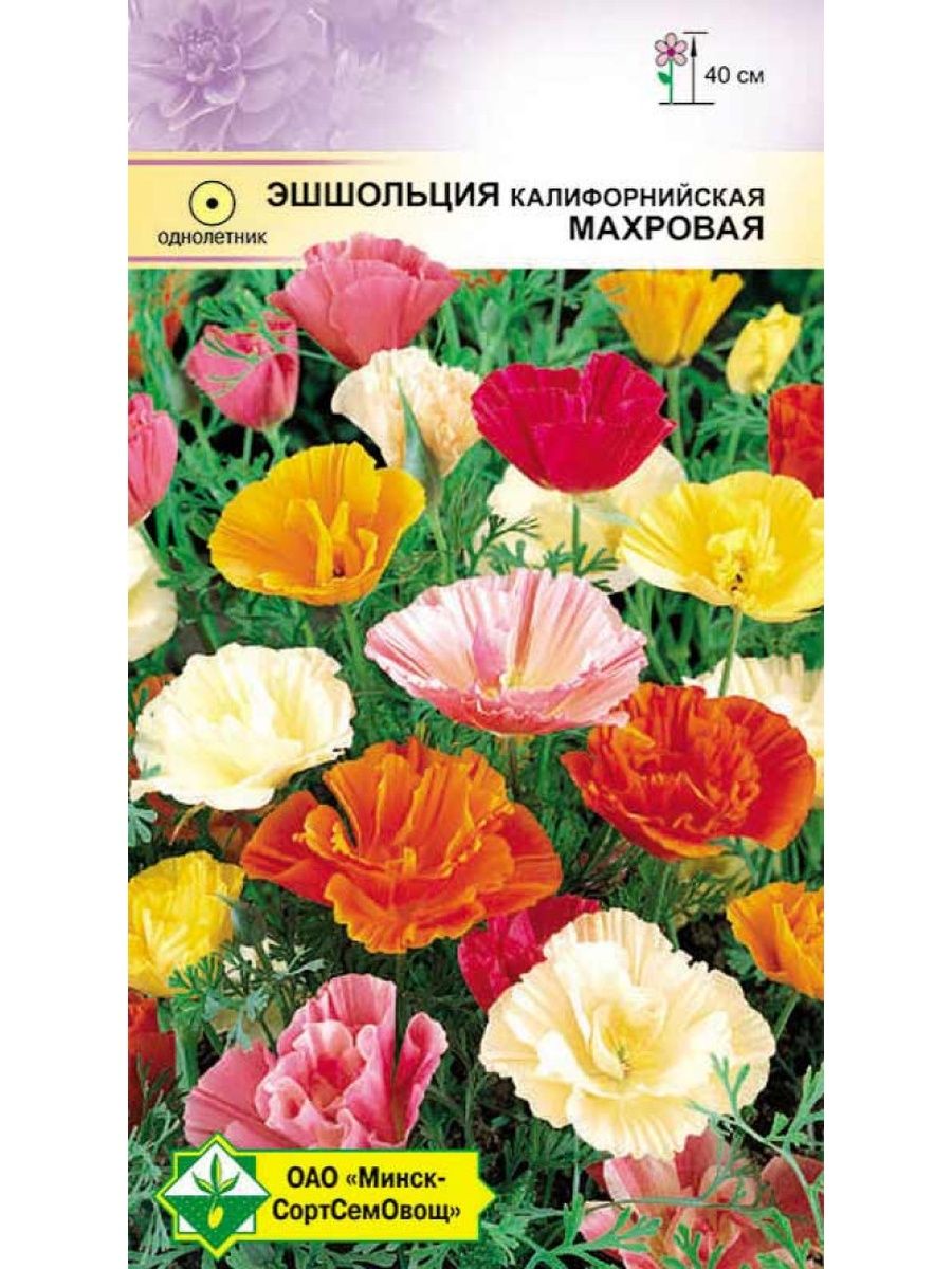 Эшшольция: выращивание из семян, посадка и уход, виды, фото