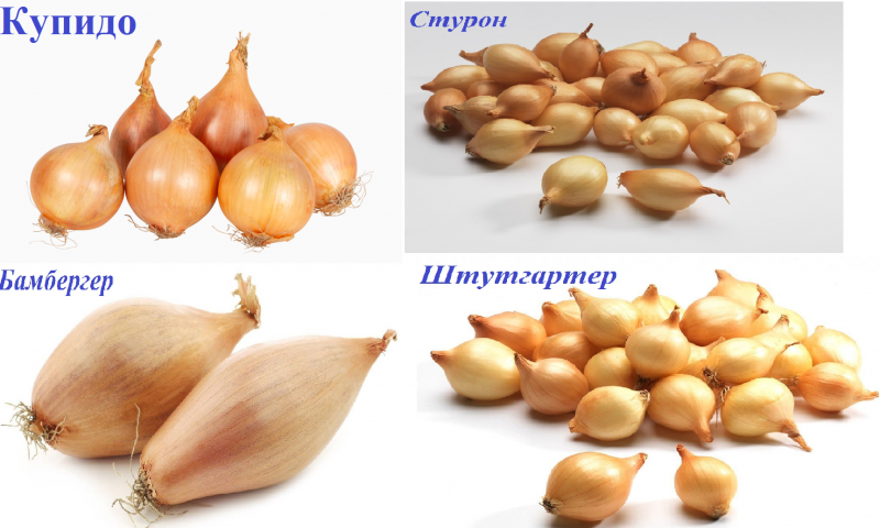 Многогнездные сорта лука репчатого