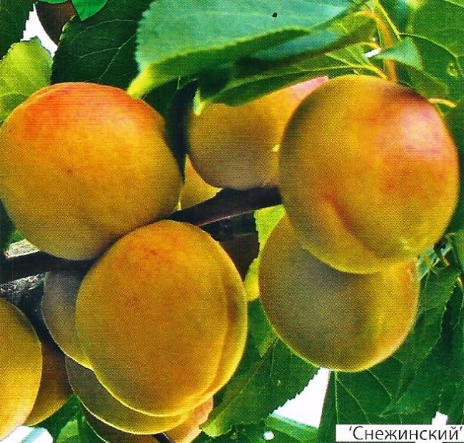 Подробное описание плоских или инжирных персиков