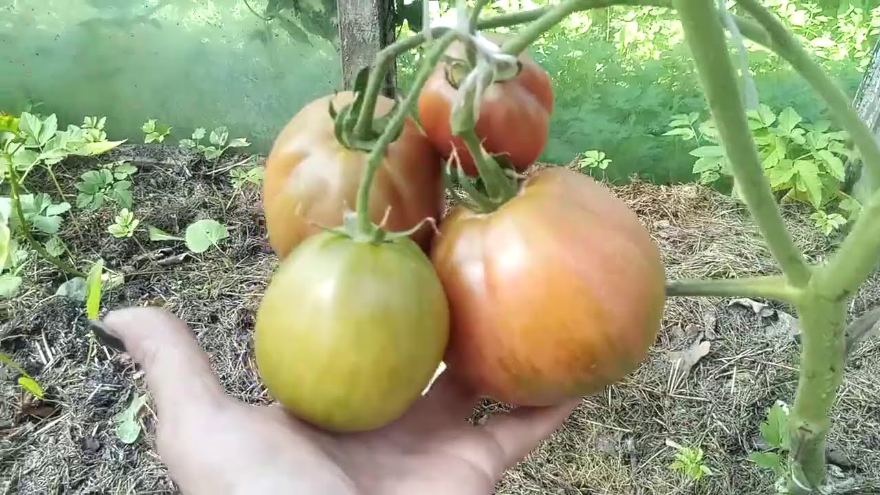 Самые сладкие сорта томатов: какие самые вкусные, мясистые и крупные, как выбрать сорт для теплицы и открытого грунта, лучшие виды с желтыми и красными плодами