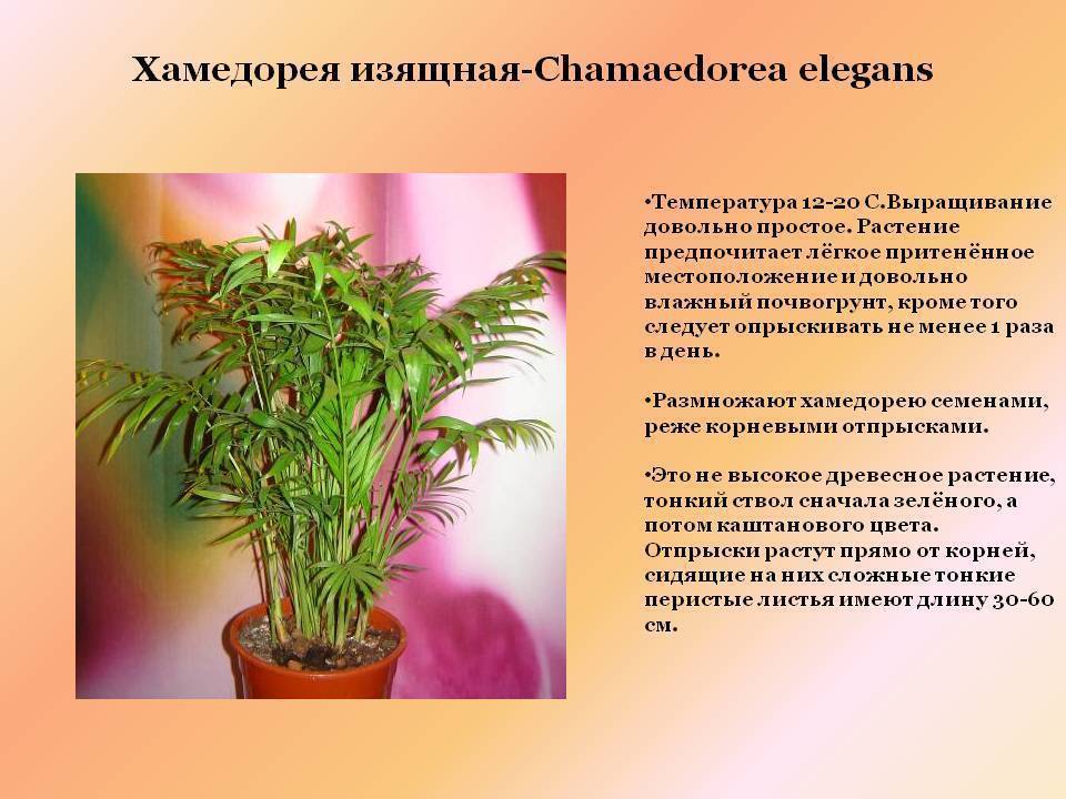 Хамедорея — грамотный уход в домашних условиях – уход за растениями