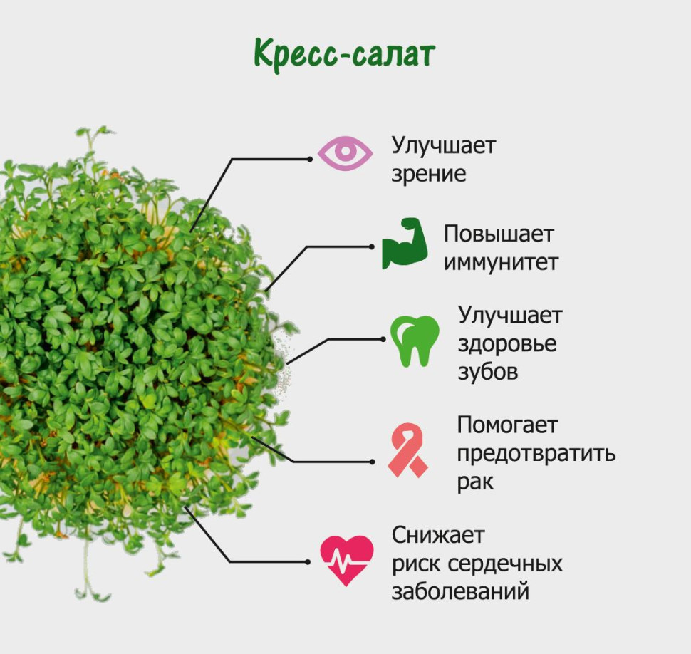 Принцесса настурция: знакомая незнакомка. описание, виды, выращивание из семян, уход (50 фото & видео) +отзывы
