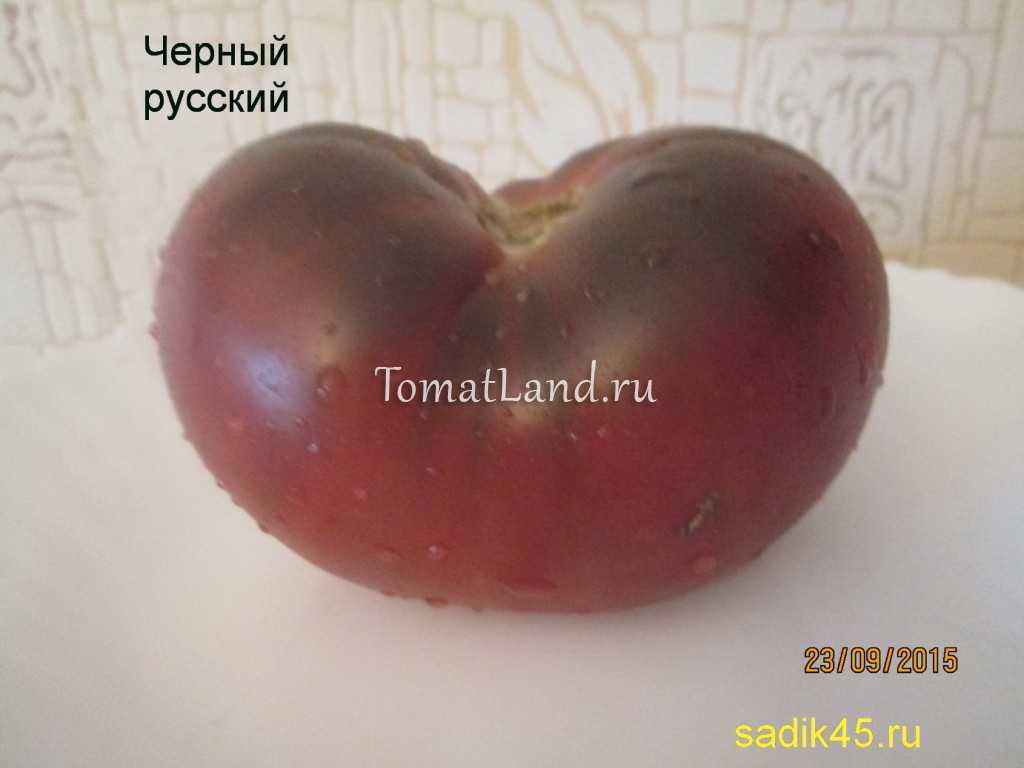 Томат черный русский: характеристика и описание сорта, отзывы об урожайности помидоров, фото семян аэлита