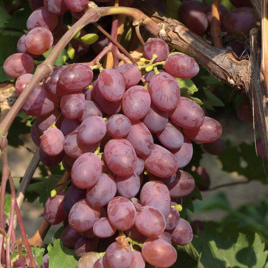Виноградная лоза, vitis vinifera: посадка, уход, обрезка