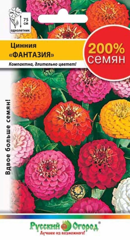 Когда и как сажать циннию на рассаду: сроки посева и правила выращивания
