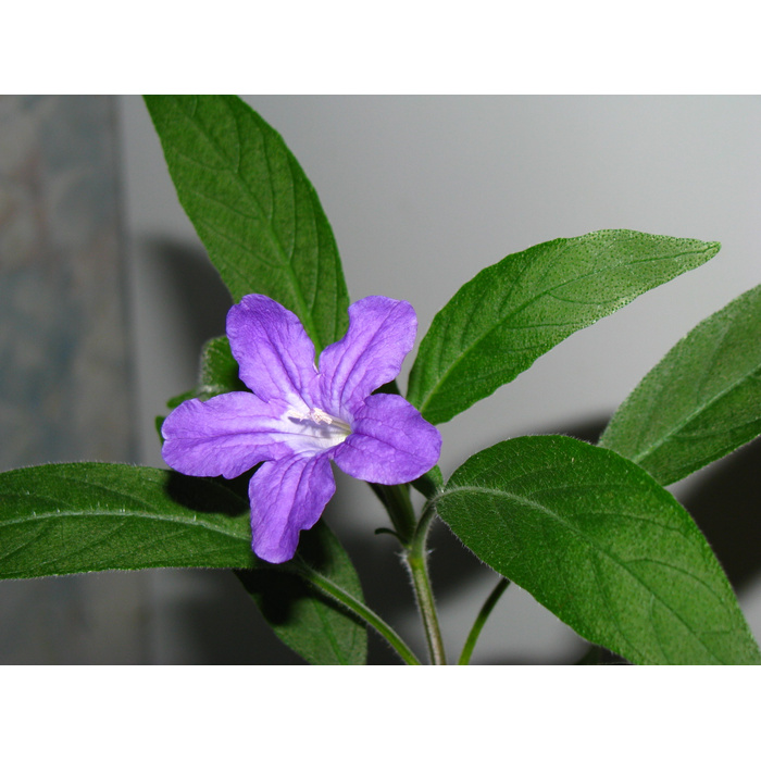 Цветок руэллия (ruellia)