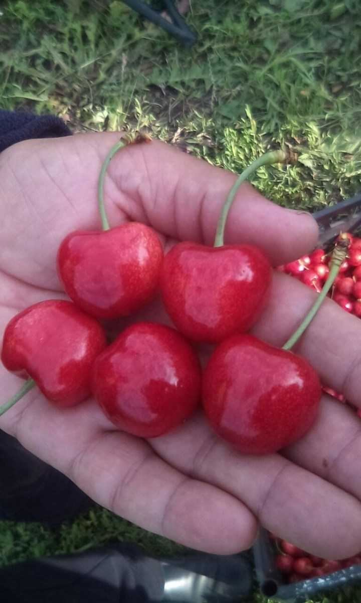 Лучшие сорта низкорослой черешни