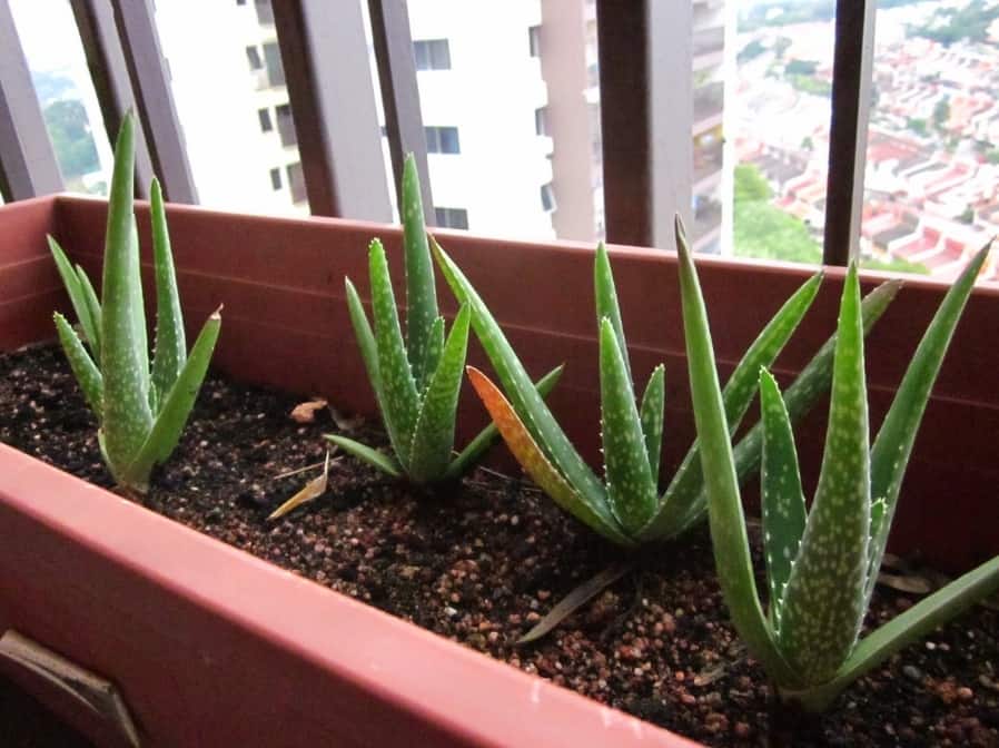 Алоэ пёстрое или тигровое (aloe variegata)