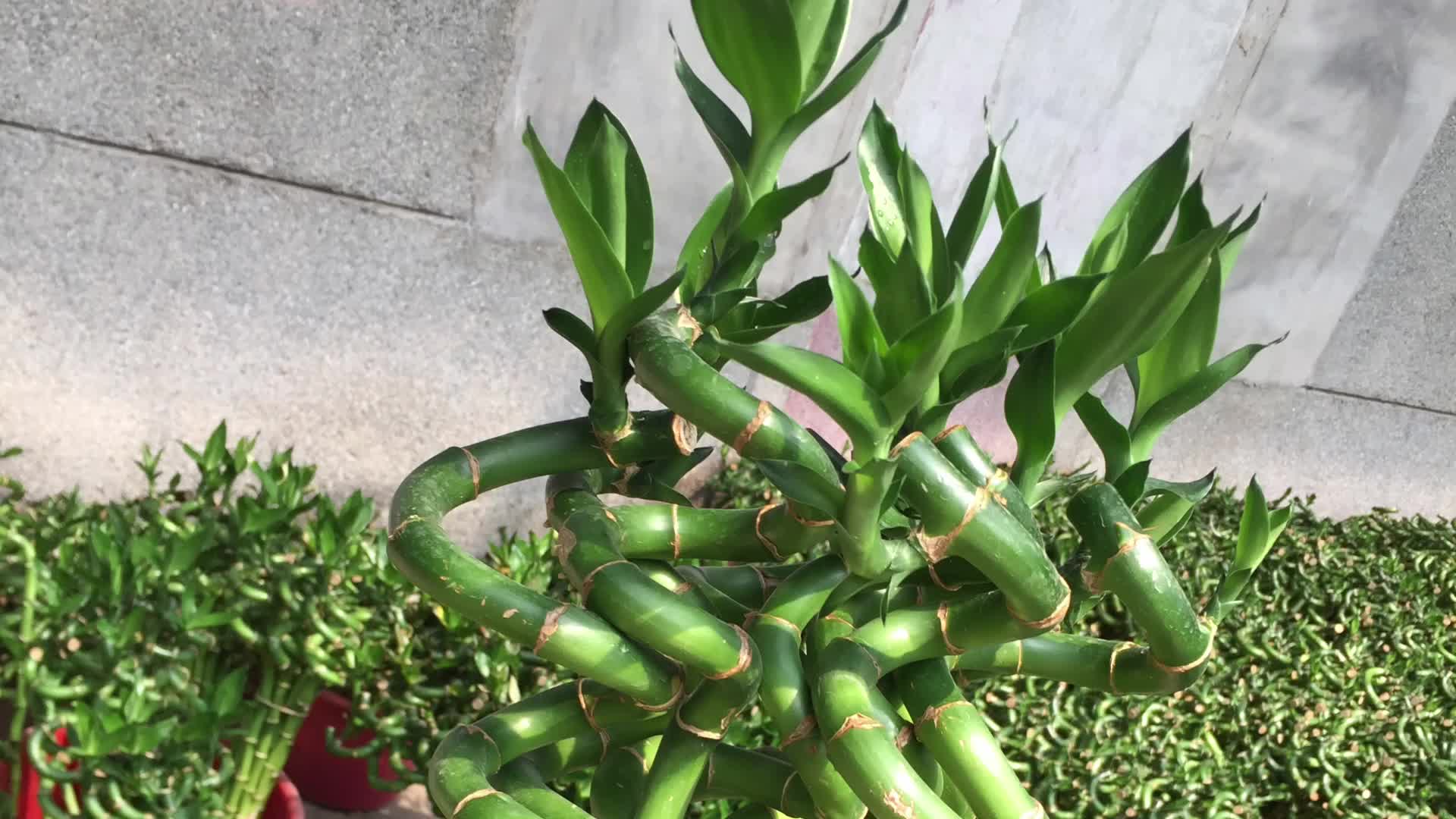 How do you grow dracaena cinnabari? [here's the answer] study nature