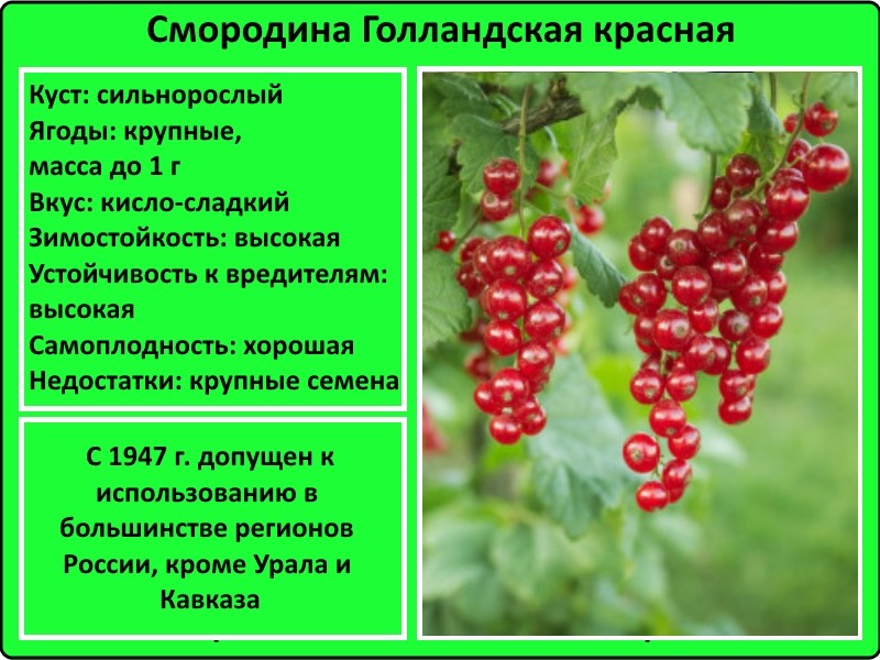 Смородина щедрая: описание сорта красной смородины, выращивание - посадка и уход