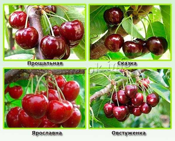 Сорт черешни прощальная