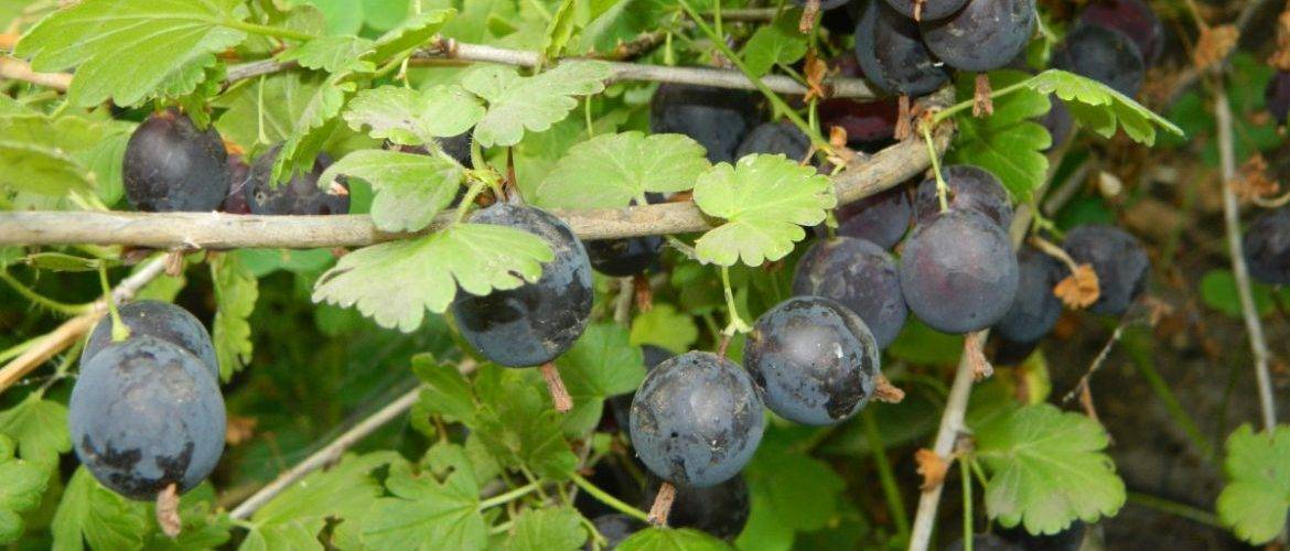 Крыжовник африканец описание сорта | хороший урожай🍎