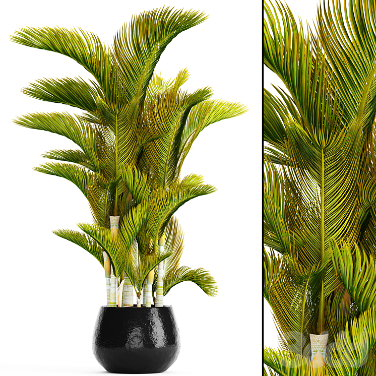Dypsis lutescens: характеристика, посев, выращивание и уход - биология - 2024