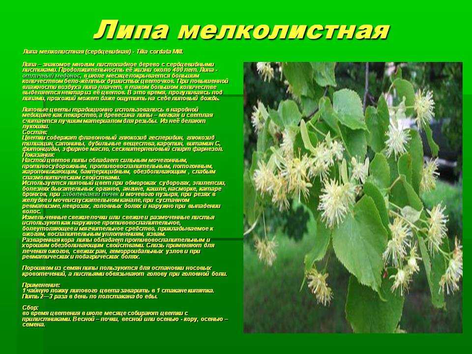 5 лучших растений для создания живых изгородей, защищающих от пыли