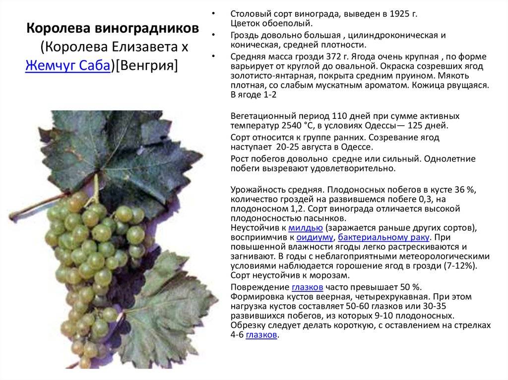 Виноград "королева винограда" (виноградников): описание, фото и характеристики сорта selo.guru — интернет портал о сельском хозяйстве